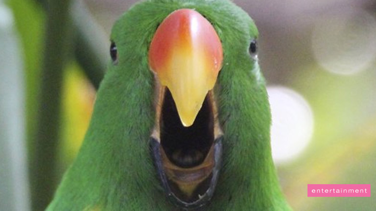 parrot sing Rihanna’s ‘Monster’