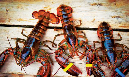 Foods Once Considered Unfit to Eat-lobster