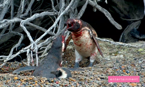 Homewrecker penguin fight over cheating 'wife'