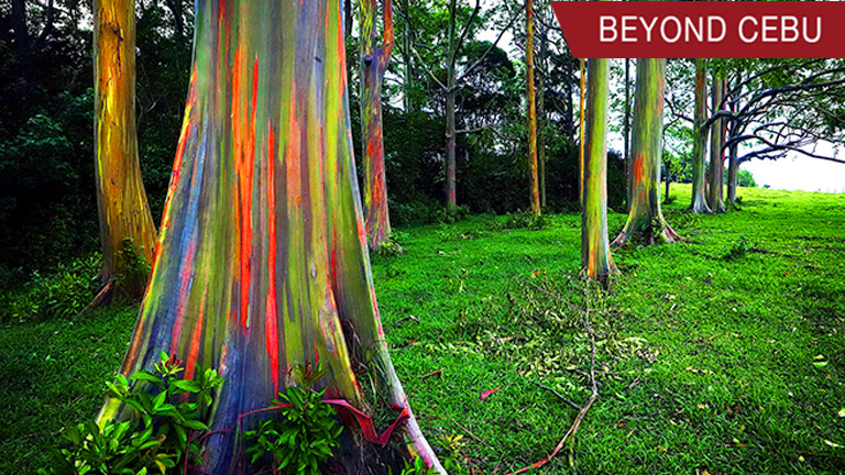 These colorful rainbow trees can be found in the Philippines!
