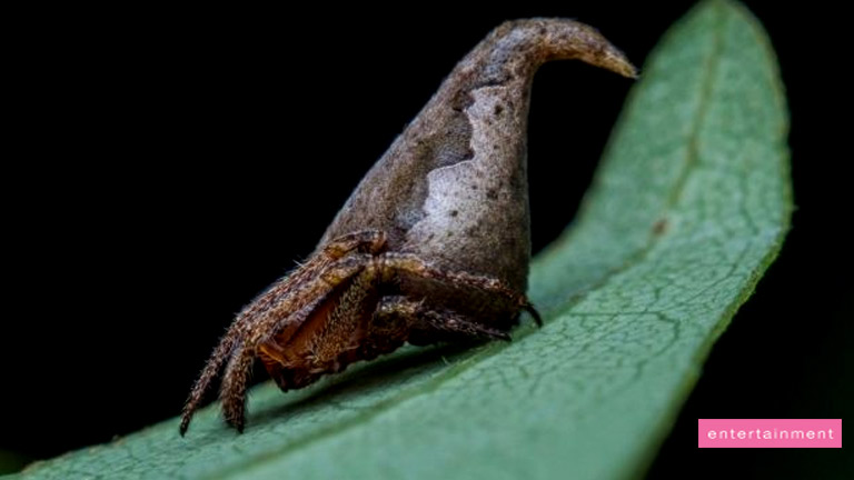 Spider Looks Just Like a Harry Potter Sorting Hat